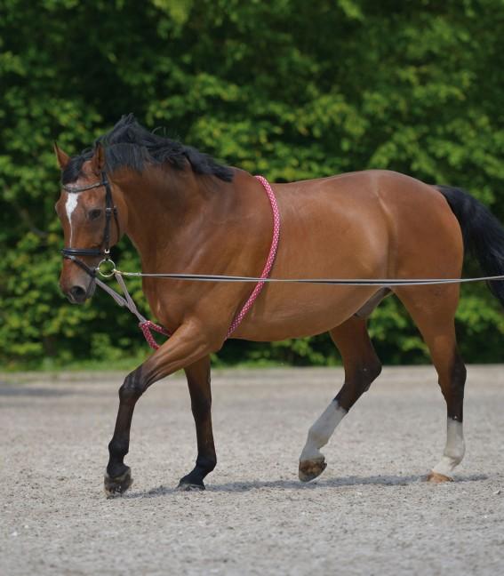 Lunging Aid - Pirouette