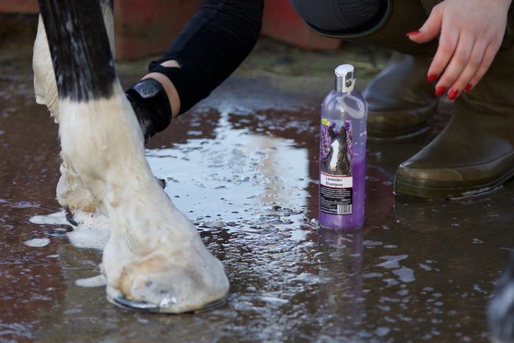 Lavender Shampoo - Pirouette