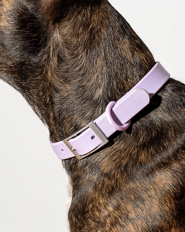 Wild One Collar - Pirouette