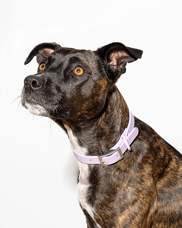 Wild One Collar - Pirouette