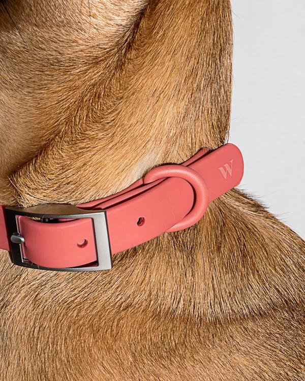 Wild One Collar - Pirouette